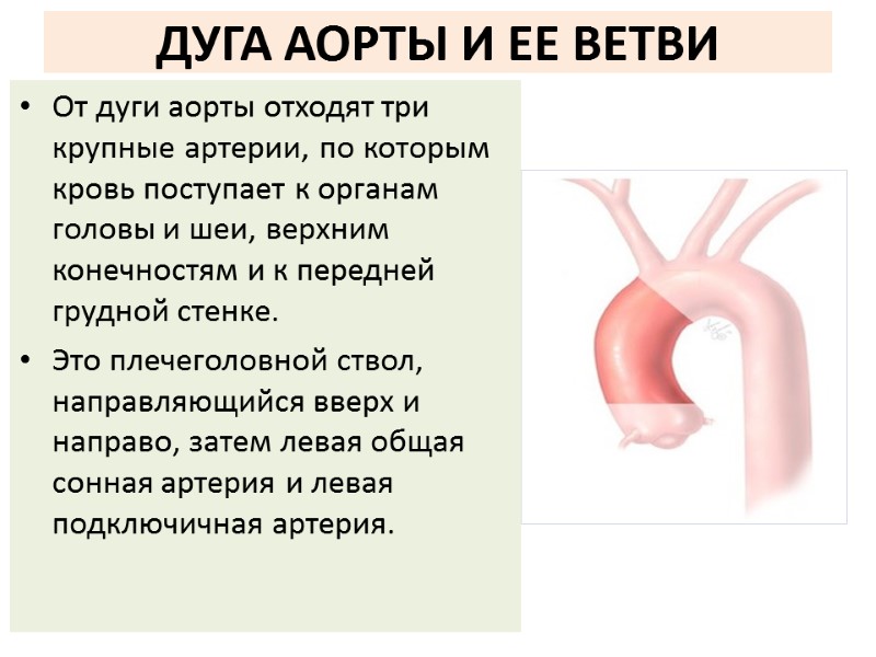 ДУГА АОРТЫ И ЕЕ ВЕТВИ От дуги аорты отходят три крупные артерии, по которым